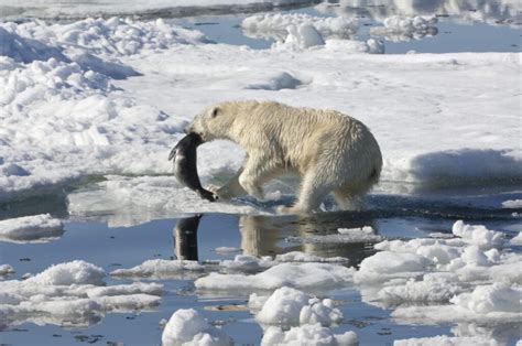 are polar bears the only animal that hunts humans: Exploring the Complex Relationships Between Animals and Human Safety