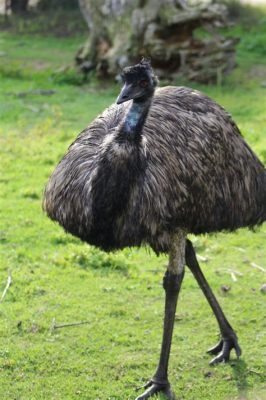 can you have an emu as a pet?