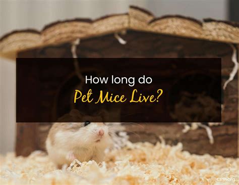 how long do pet mice live and why do they have such a short lifespan?