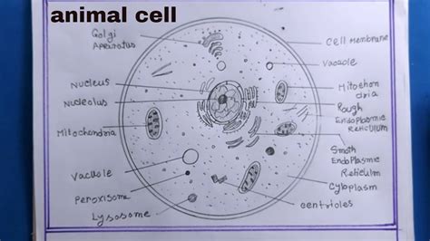 How to Draw an Animal Cell - Exploring the Intricate Artistry Behind Cellular Illustrations