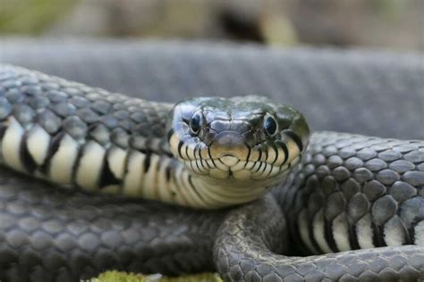 What Animal Eats Bunnies: Exploring Predators and the Intricate Web of Nature's Food Chain