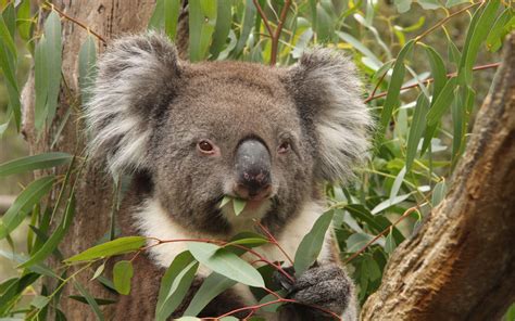 What Animal Eats Eucalyptus? An Unexpected Exploration into Nature's Odd Couplings