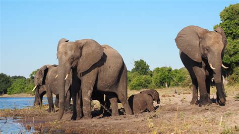 What is Animal Grazing and Its Intricate Connection to Ecosystem Dynamics?